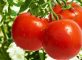 урожай помідорів