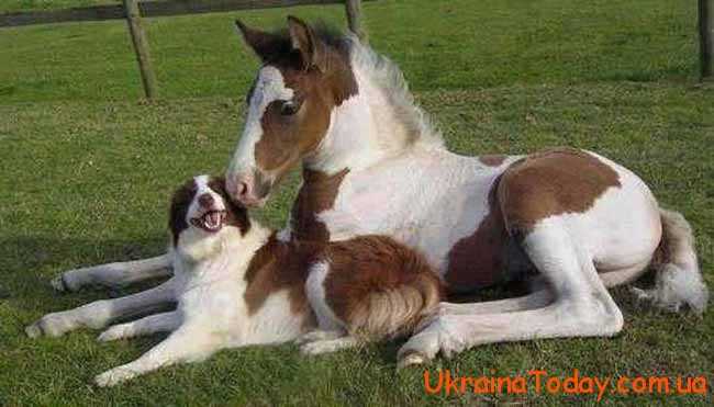 собака і кінь