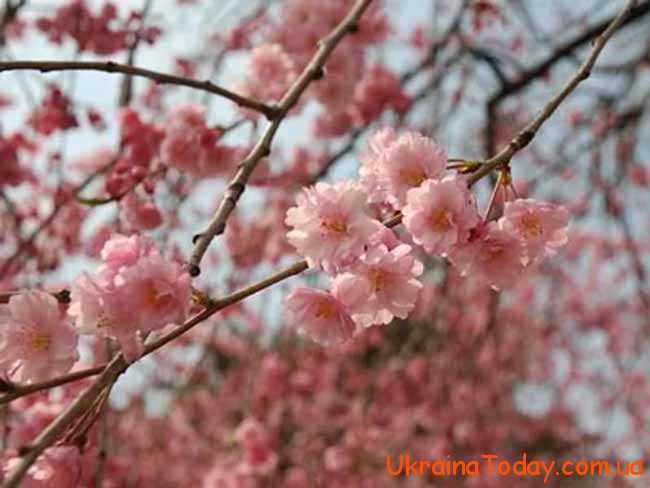 дерева у весняному цвітінні