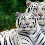 Tiger-2