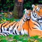 Tiger_shutterstock