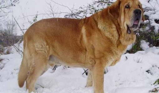 Жовтий Пес у березні