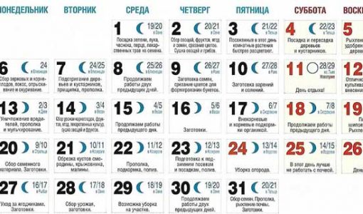 Посівний календар огородника на серпень 2018 року