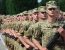 Zelenskij otmenit prizyv v armiyu 65x50 - Кого призиватимуть до армії в 2020 році?