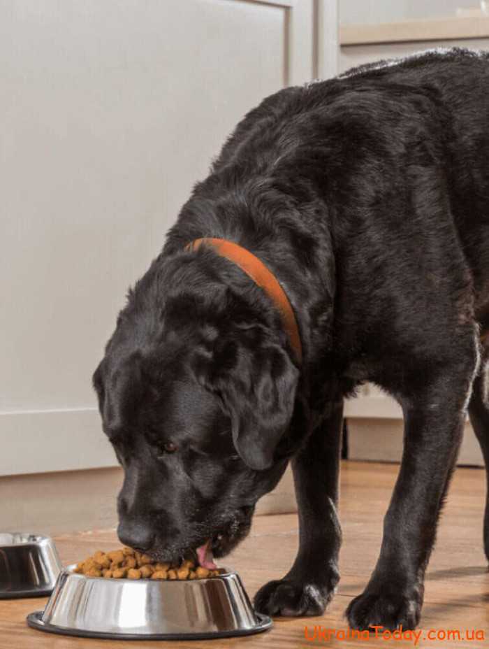 korm 2 - Как перевести взрослую собаку с «натуралки» на сухой корм