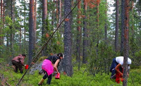 Робота зі збирання лісових ягід у Фінляндії