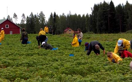 сезонна робота в Німеччині