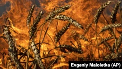 Пшеничное поле горит после российского обстрела в нескольких километрах от украинско-российской границы.  Харьковская область, 29 июля 2022 года